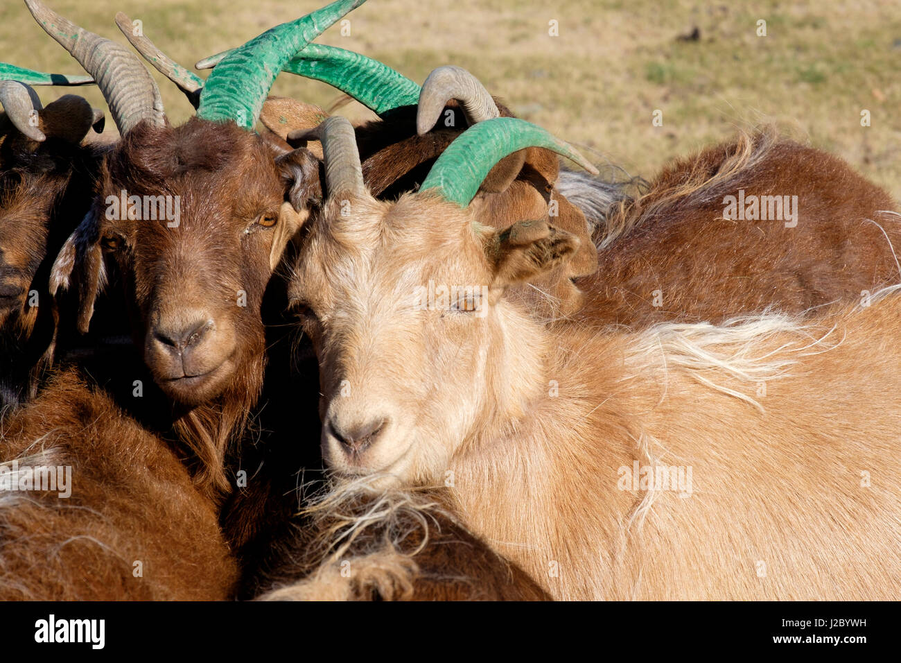 Entertaining answer asian mountain goat authoritative message You asian mountain goat opinion you