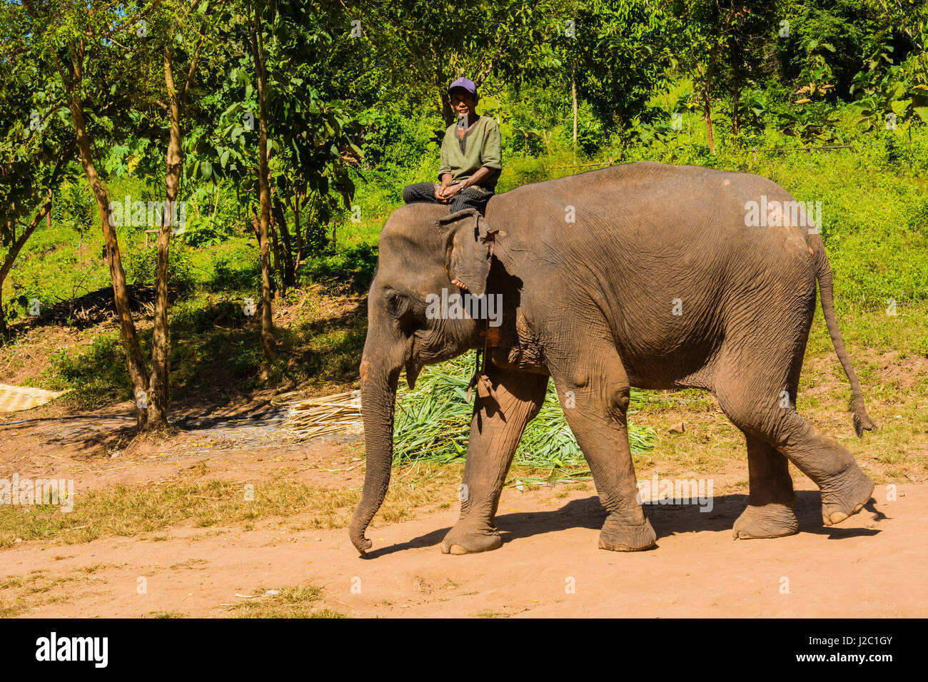 Myanmar. Shan State. Near Kalaw. Green Hill Valley Elephant Camp Stock ...