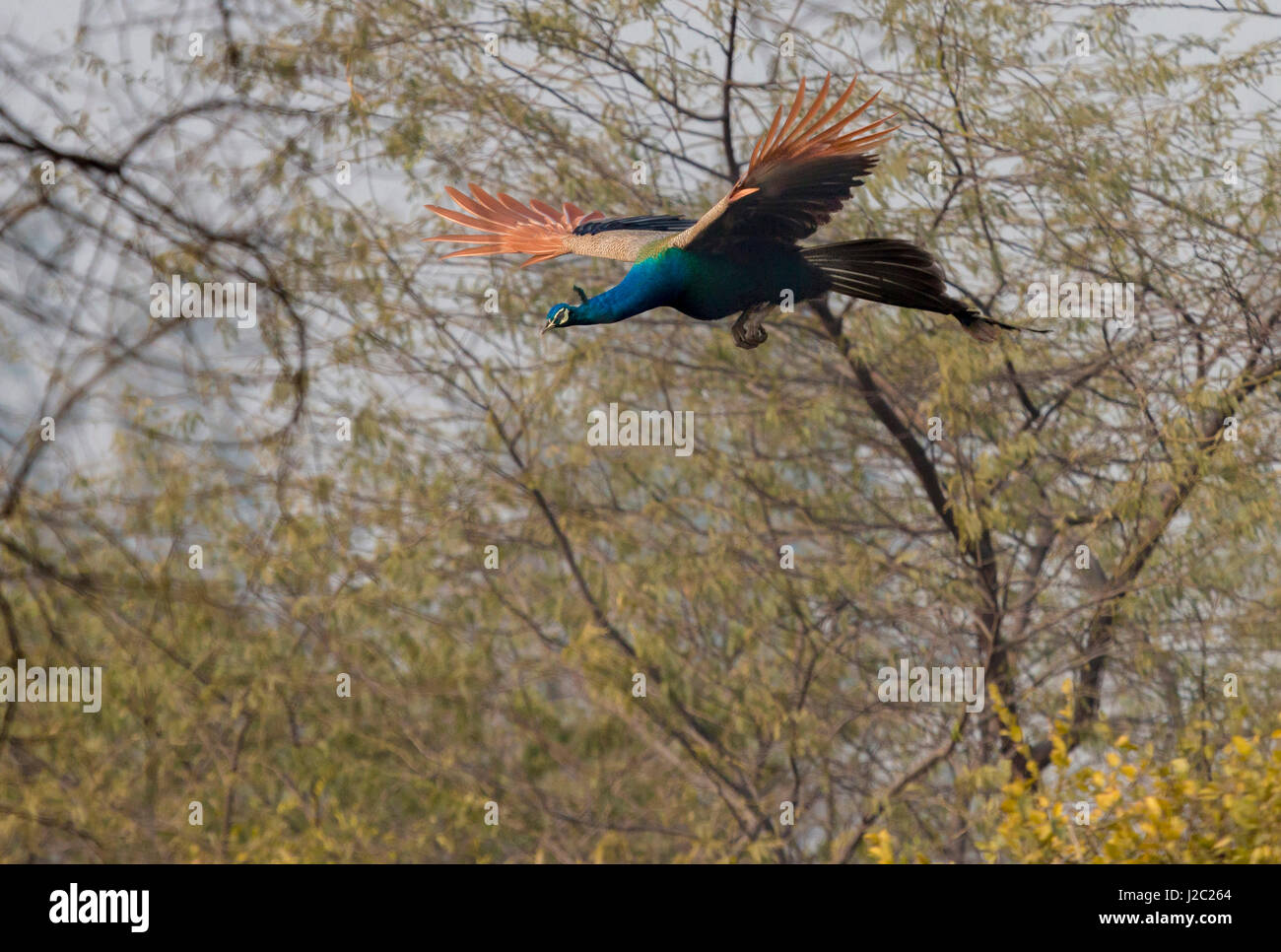 Peacock in flight hi-res stock photography and images - Alamy