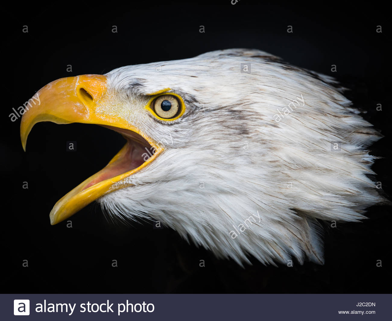 Bird Of Prey Beak Open Stock Photos & Bird Of Prey Beak Open Stock ...