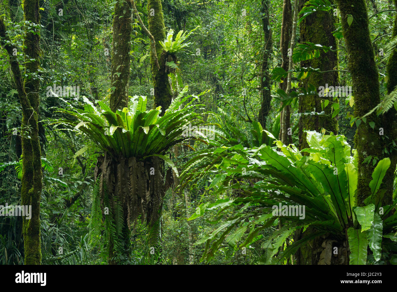Indonesia, Bali. Eka Karya Botanic Garden, also known as Bali Botanic Garden in Bedugul, Bali
