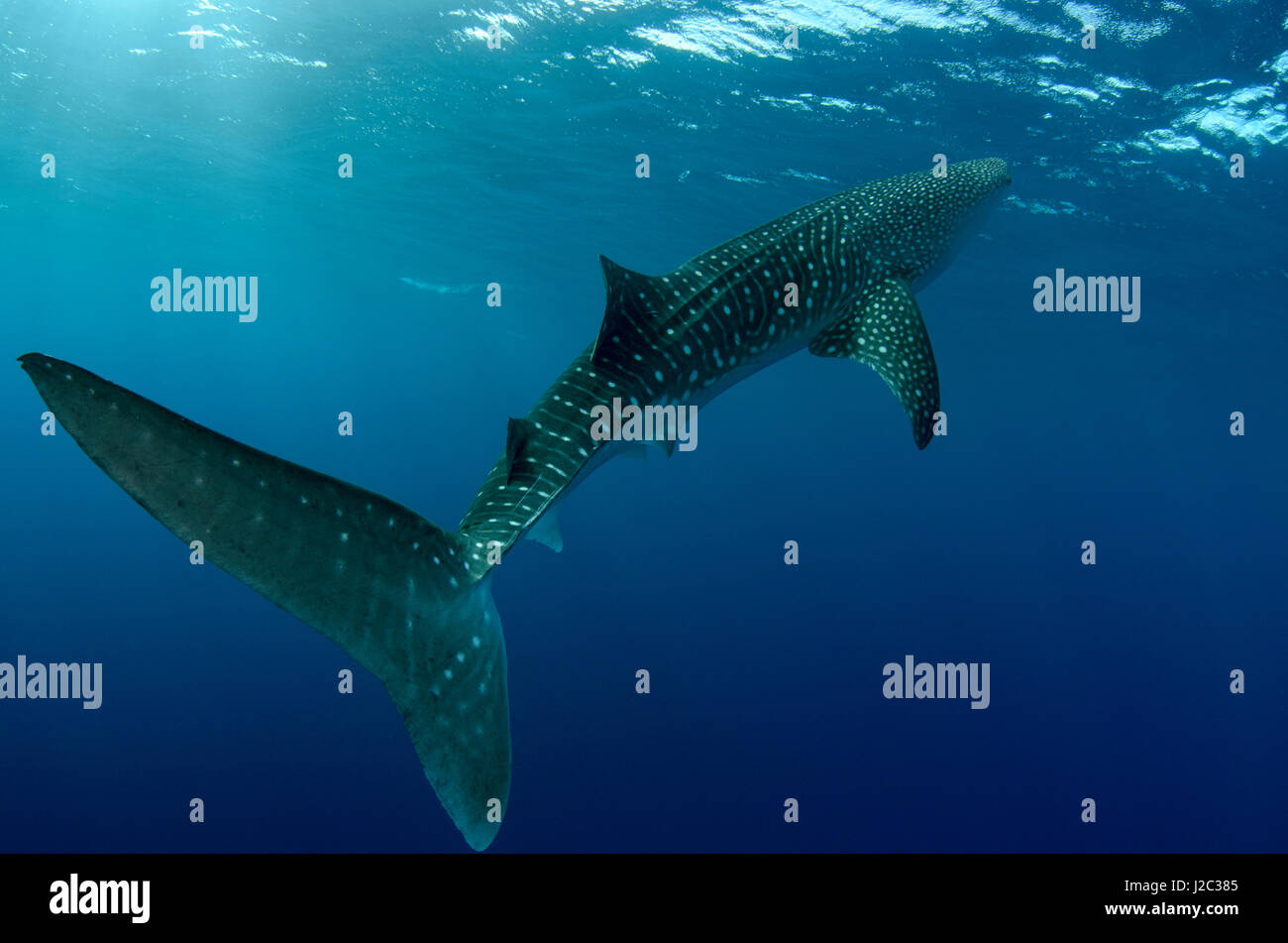 Whale Shark, Cenderawasih Bay, West Papua, Indonesia Stock Photo - Alamy