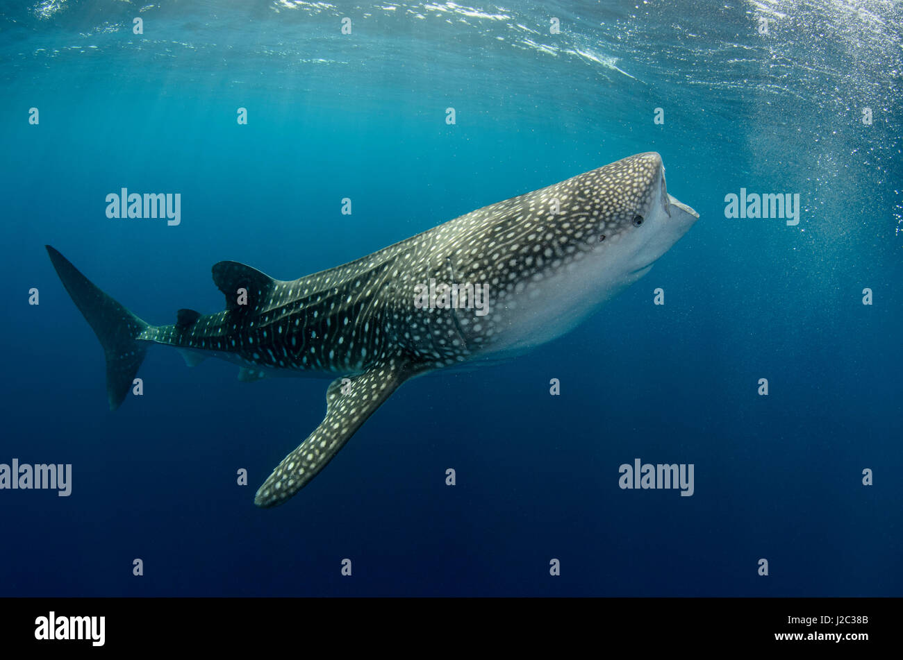 Whale Shark, Cenderawasih Bay, West Papua, Indonesia Stock Photo - Alamy