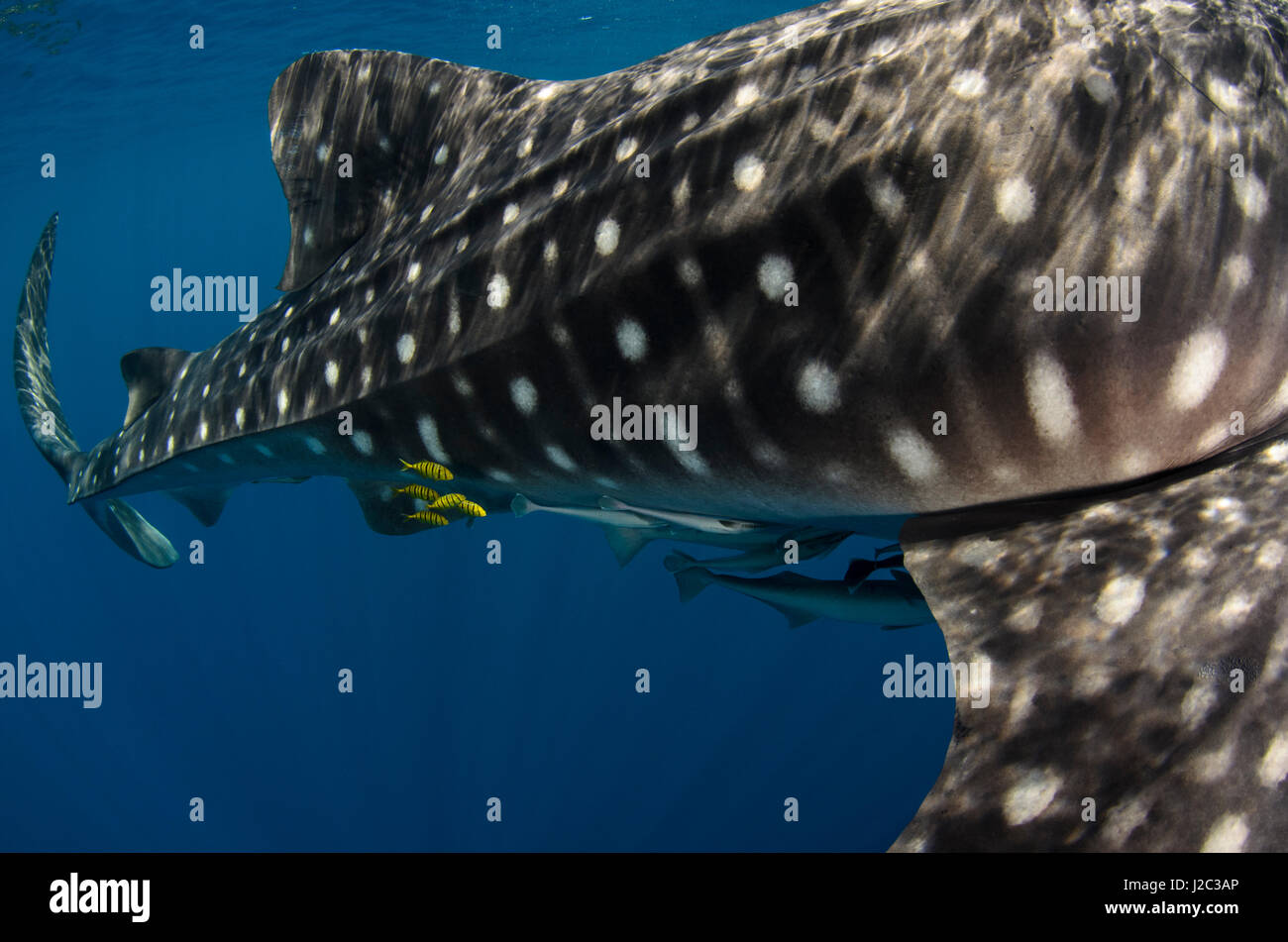 Whale Shark And Golden Trevally Gnathanodon Speciosus Cenderawasih whale-shark-and-golden-trevally-gnathanodon-speciosus-cenderawasih