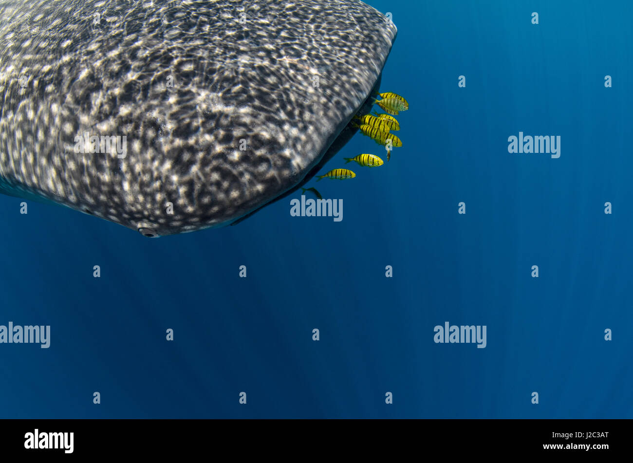 whale-shark-and-golden-trevally-gnathanodon-speciosus-cenderawasih