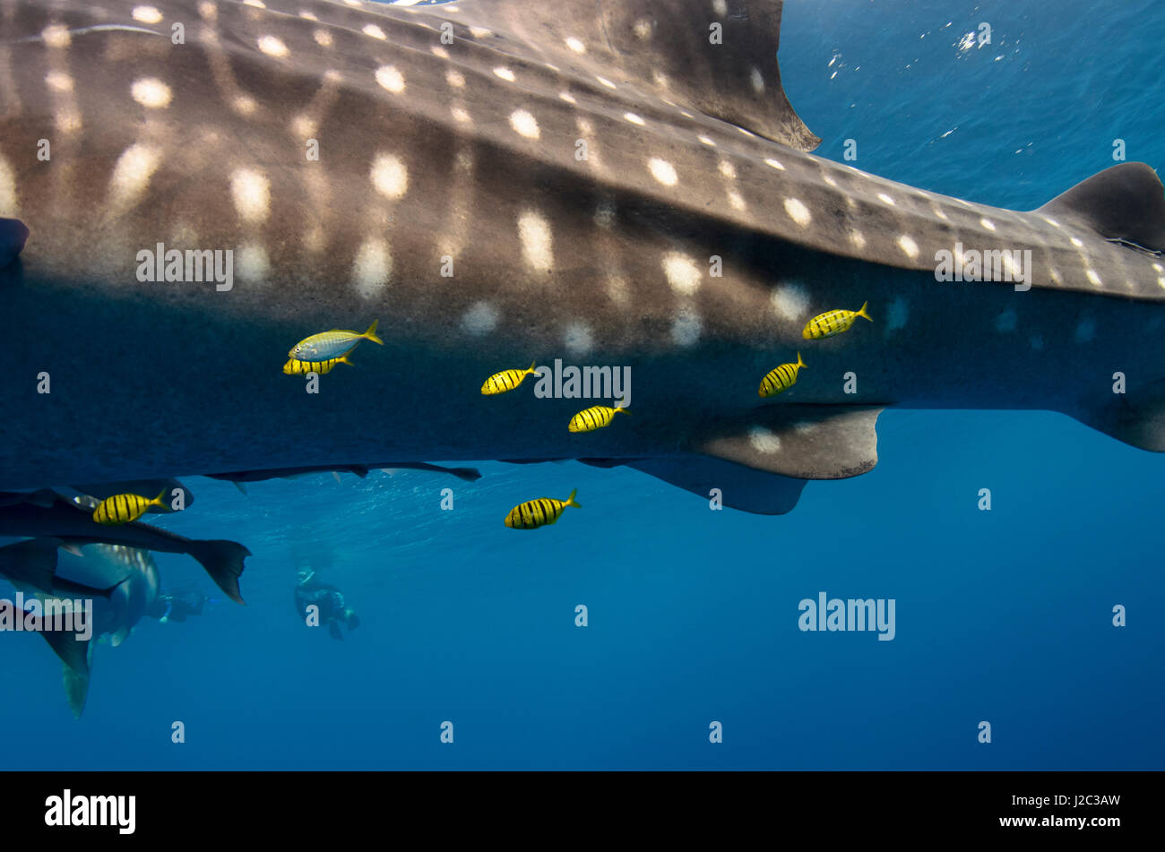 Whale Shark And Golden Trevally Gnathanodon Speciosus Cenderawasih whale-shark-and-golden-trevally-gnathanodon-speciosus-cenderawasih