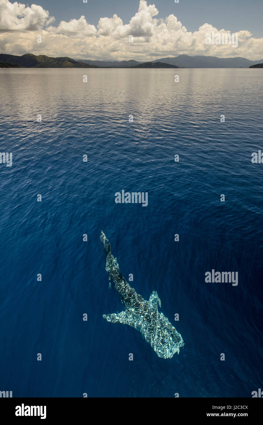 Cenderawasih bay hi-res stock photography and images - Alamy