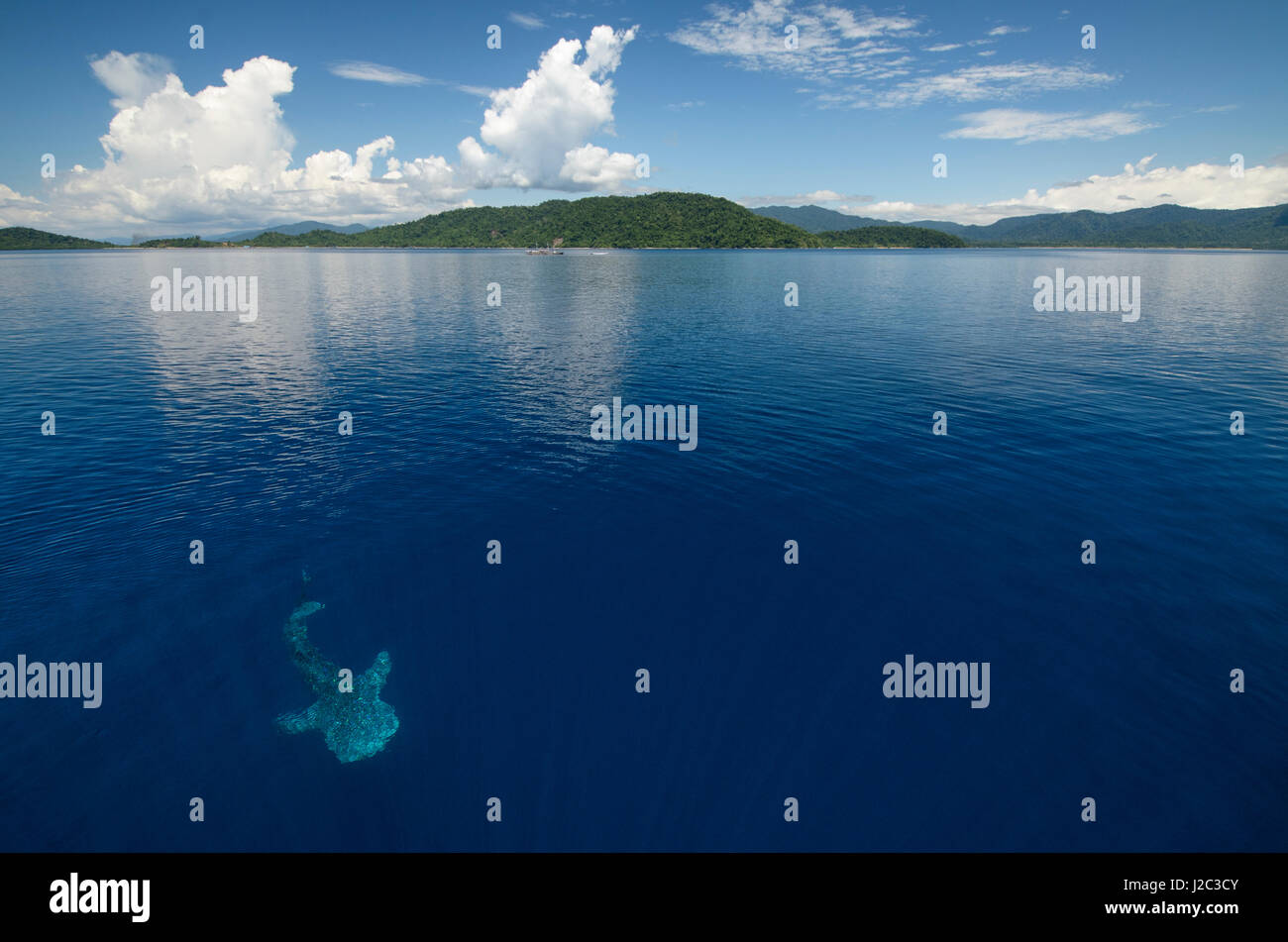 Whale Shark, Cenderawasih Bay, West Papua, Indonesia Stock Photo - Alamy