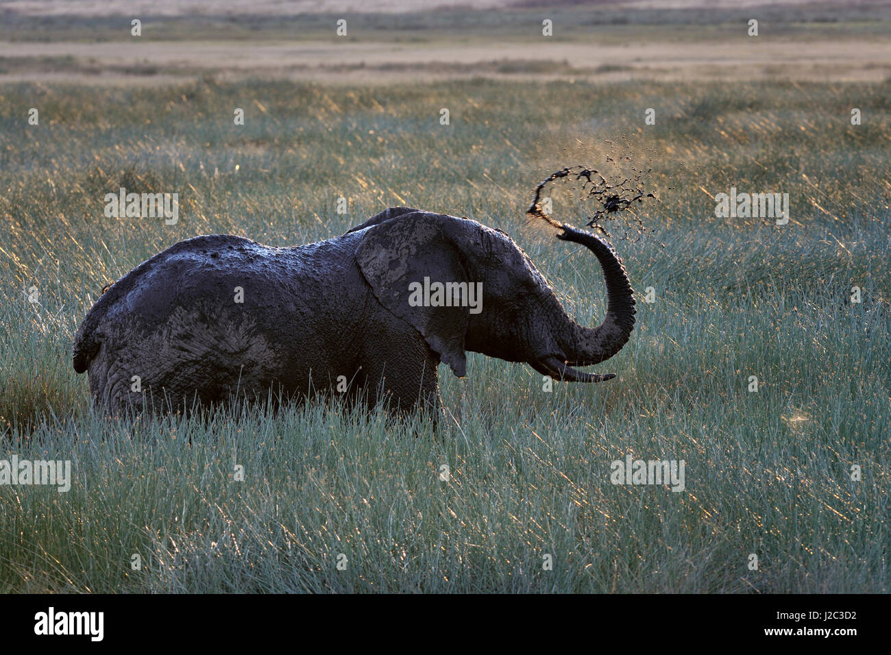 African Elephant (Loxodonta africana) splashing in swamp, throwing mud, backlit, Serengeti National Park, Tanzania. Stock Photo