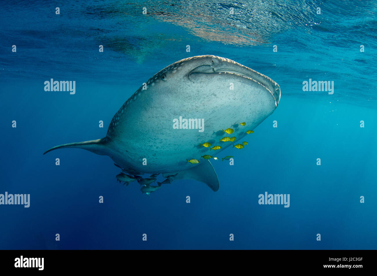 Whale Shark And Golden Trevally Gnathanodon Speciosus Cenderawasih whale-shark-and-golden-trevally-gnathanodon-speciosus-cenderawasih
