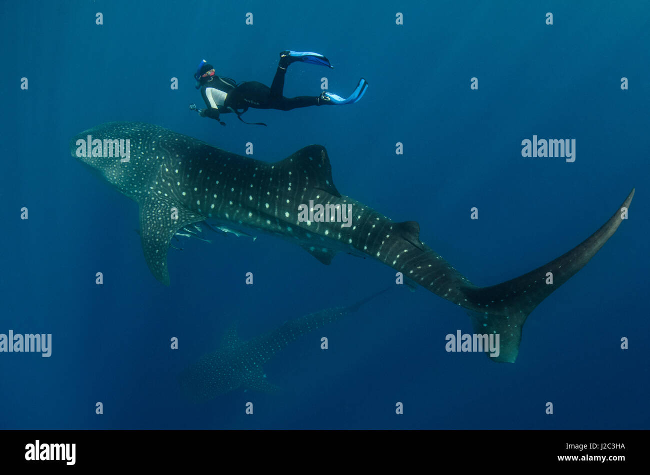 Whale shark people cenderawasih bay hi-res stock photography and images