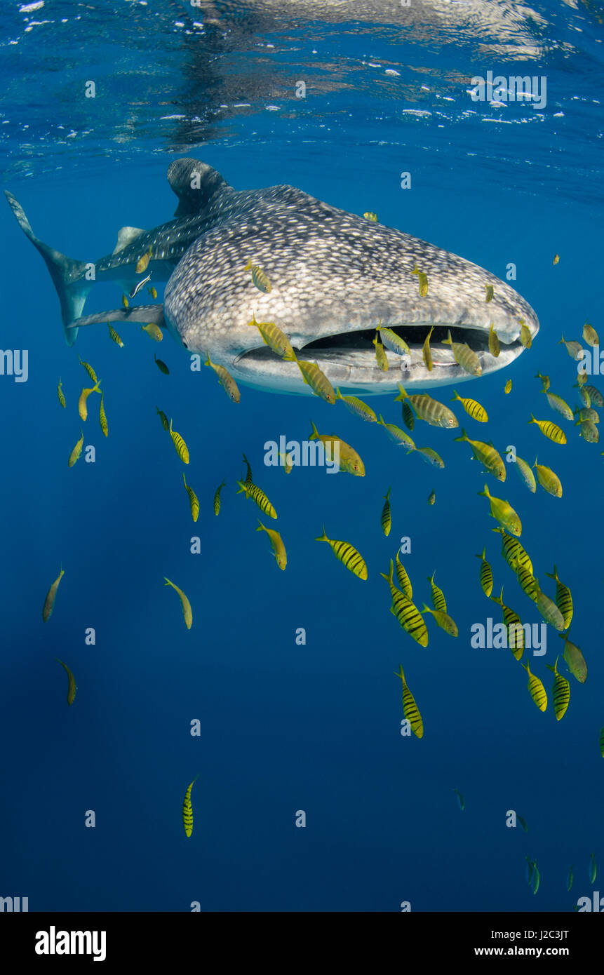 whale-shark-and-golden-trevally-gnathanodon-speciosus-cenderawasih