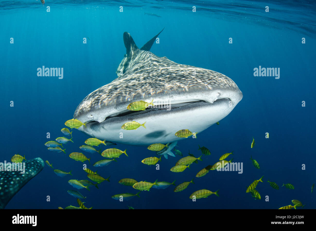 whale-shark-and-golden-trevally-gnathanodon-speciosus-cenderawasih