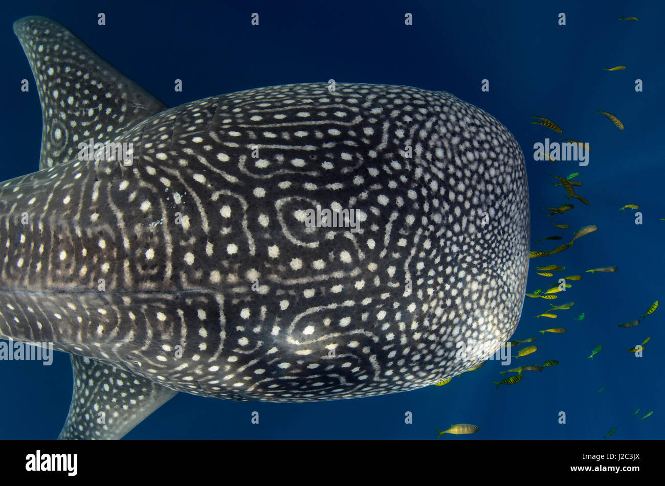 whale-shark-and-golden-trevally-gnathanodon-speciosus-cenderawasih