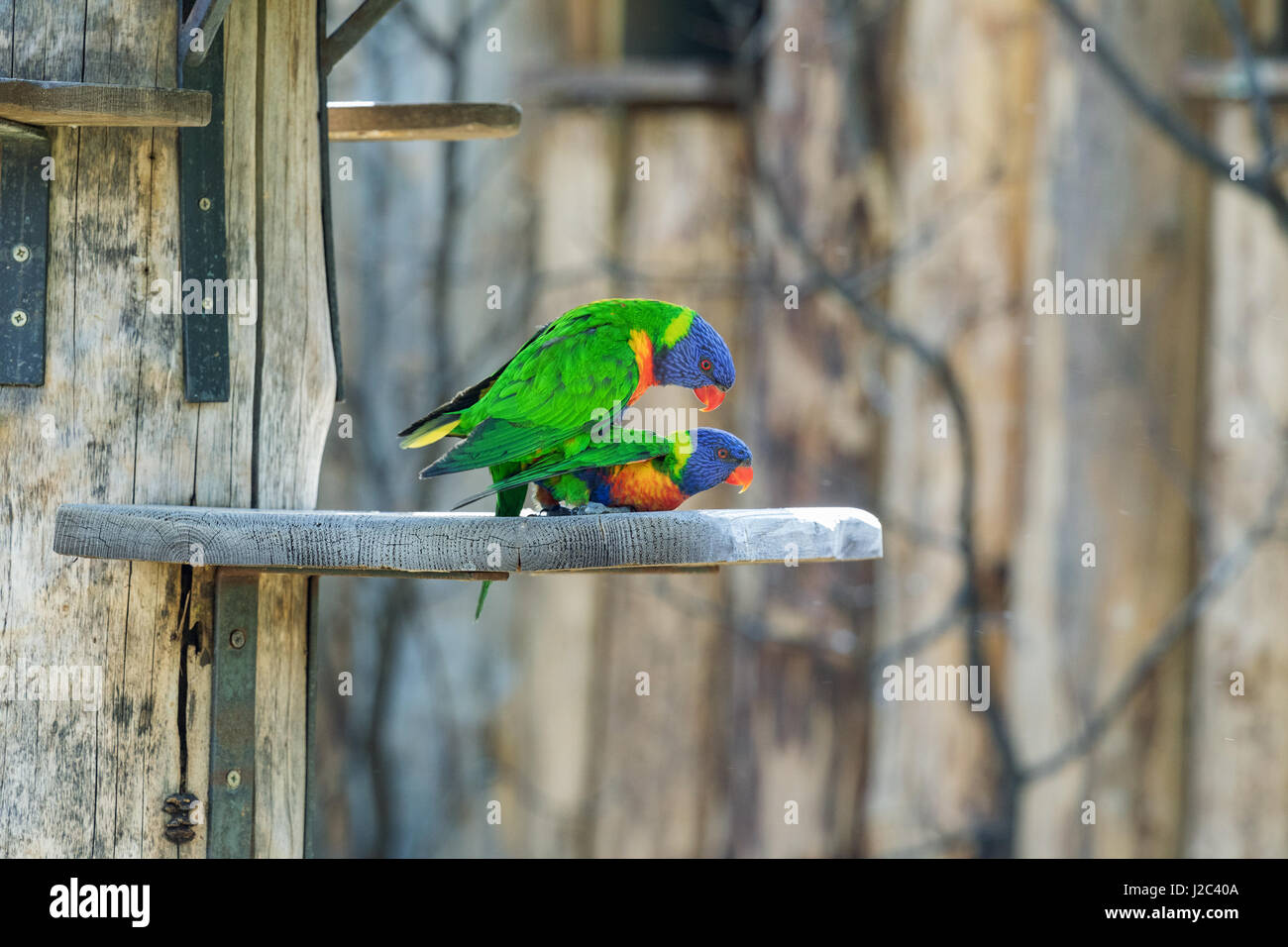 Jogos de acasalamento rainbow lorikeet. um papagaio desbotado gruda em uma  fêmea