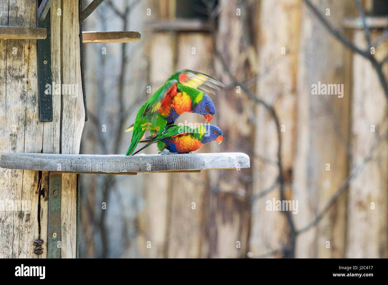 Couple of Rainbow lorikeets mating, Love parrots. Stock Photo