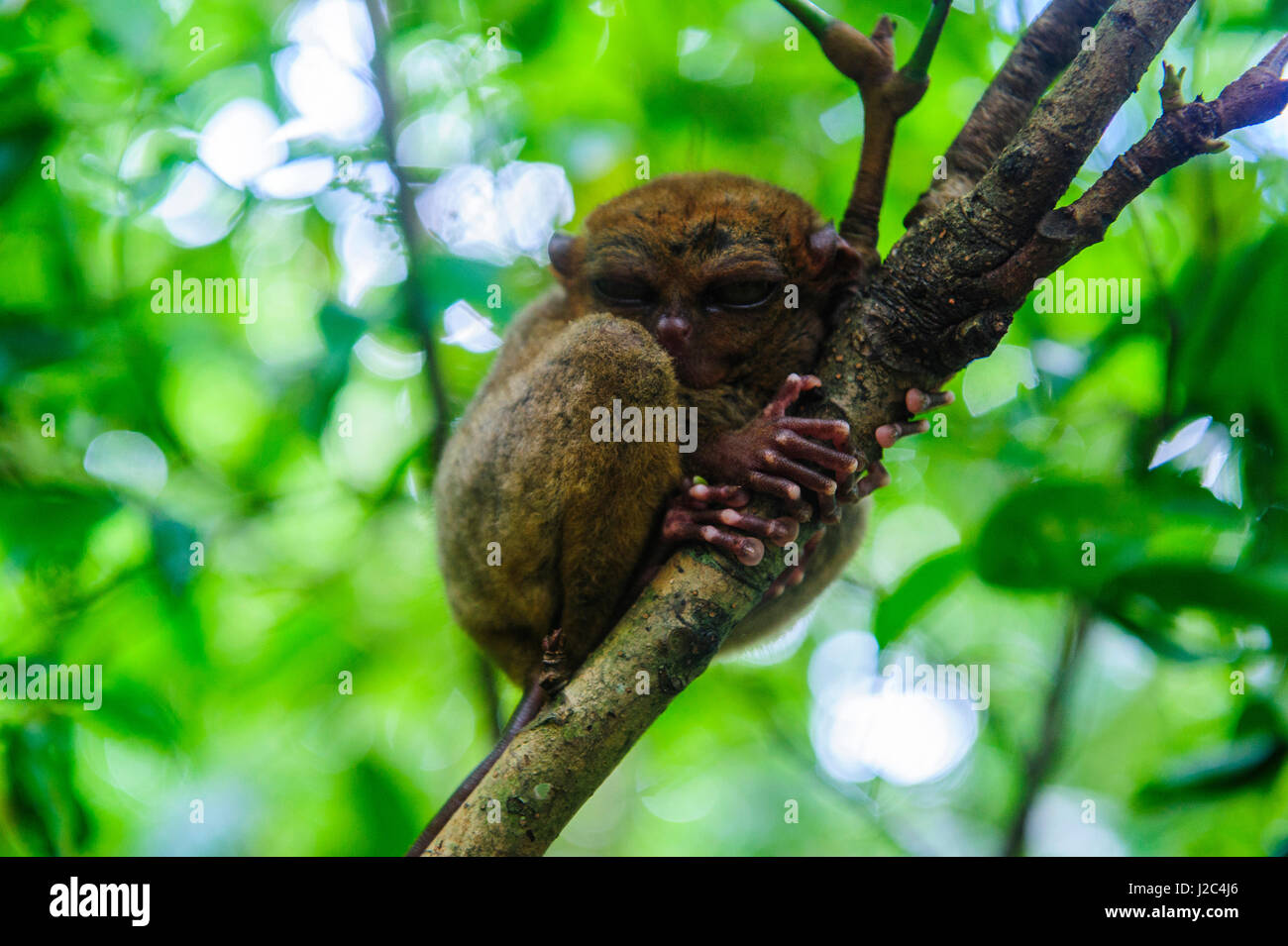 Philippine tarsier (Carlito syrichta), smallest monkey in the world