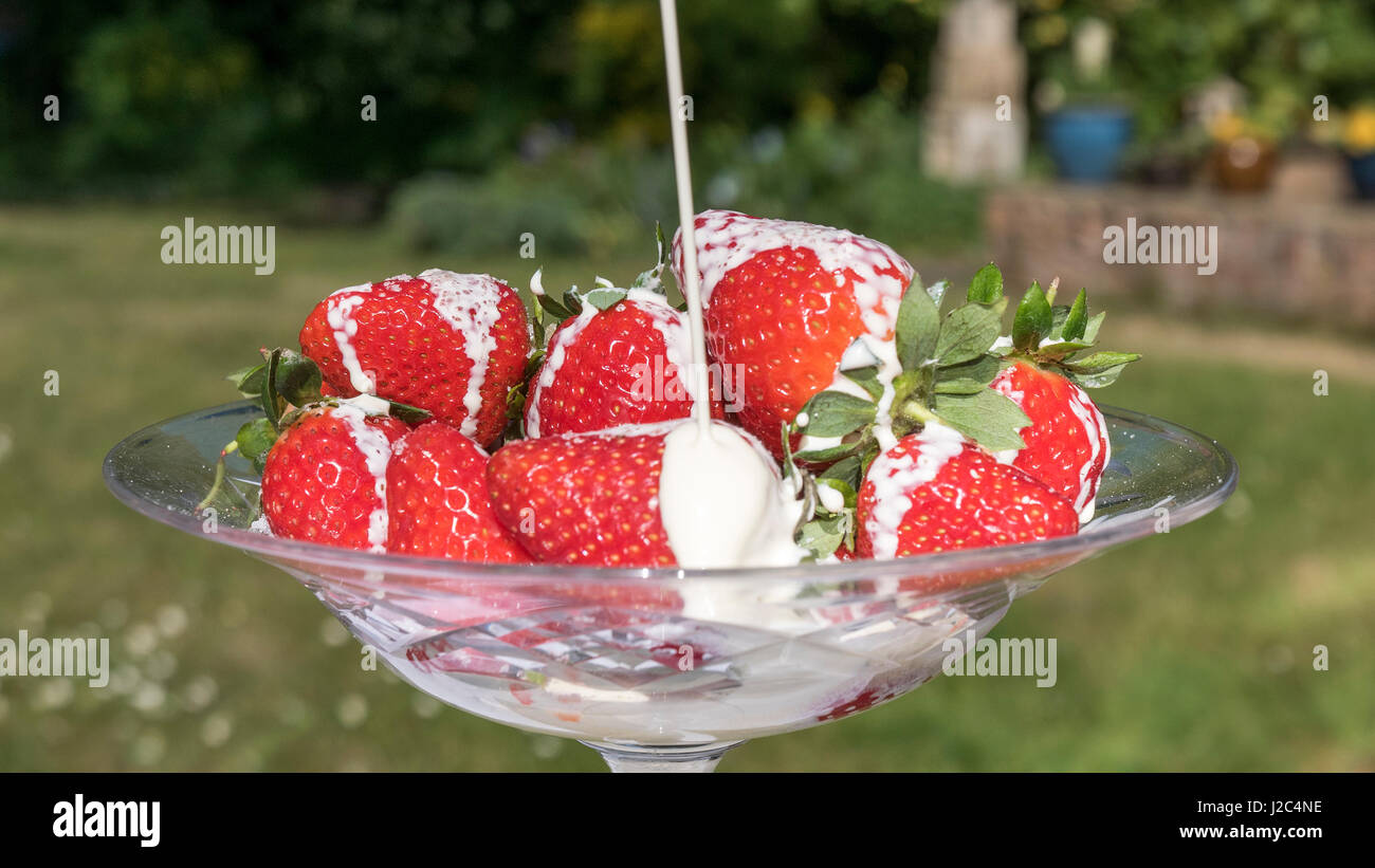 Strawberries and Cream in a summer garden ! Stock Photo