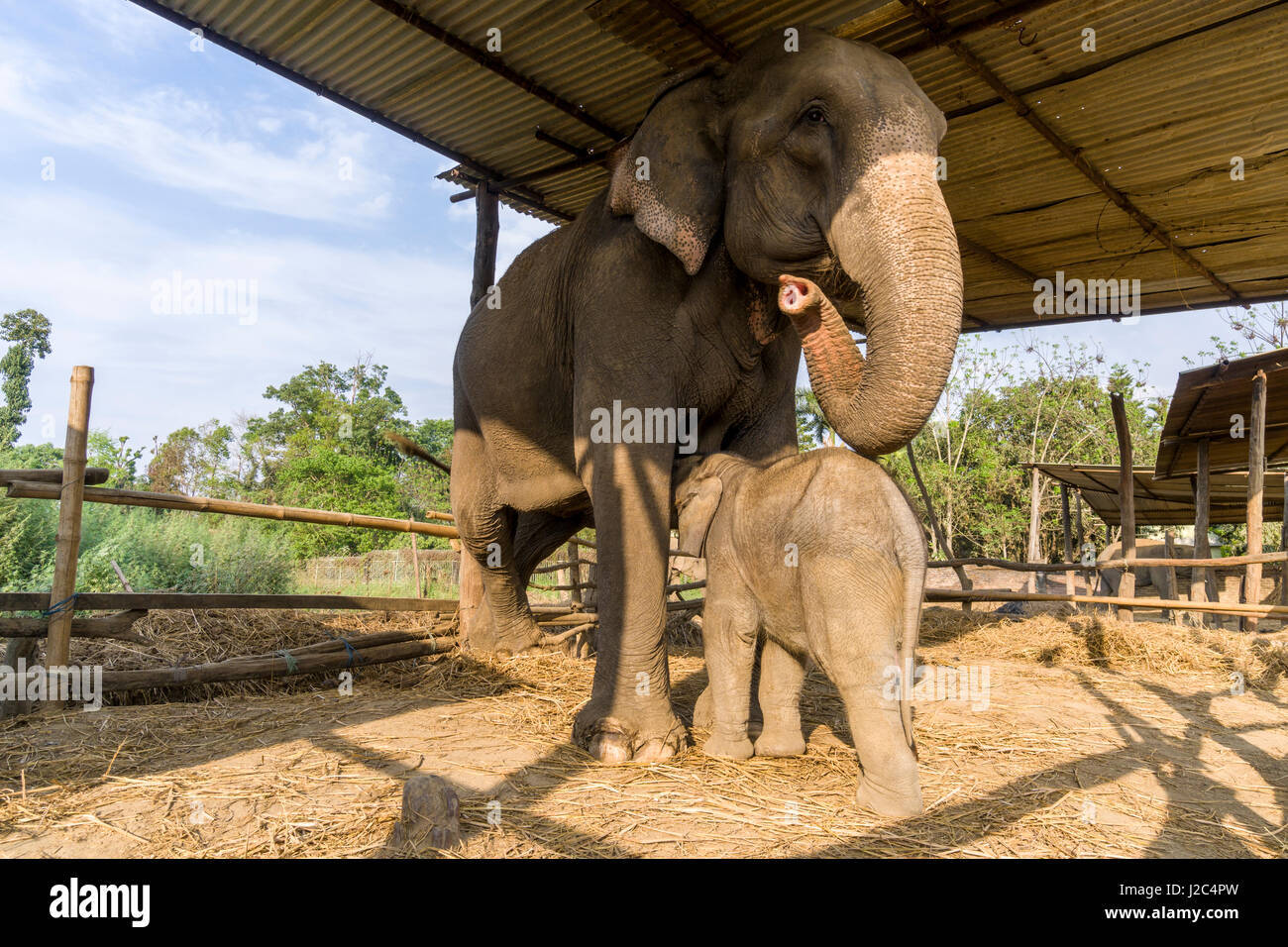 An elephant (Elephas maximus indicus) mother is breastfeeding her baby