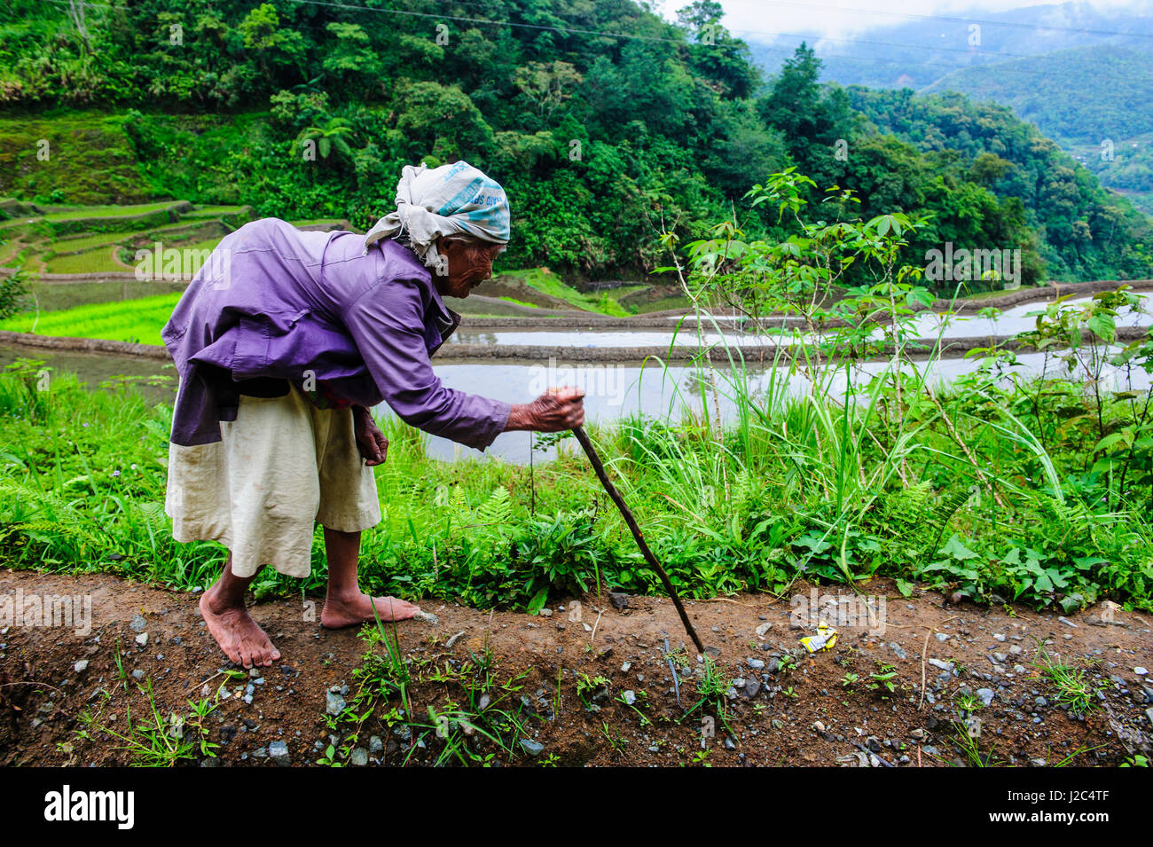 Ifugao woman working on the Unesco World Heritage Site, Rice Terraces of Banaue, Northern Luzon, Philippines Stock Photo