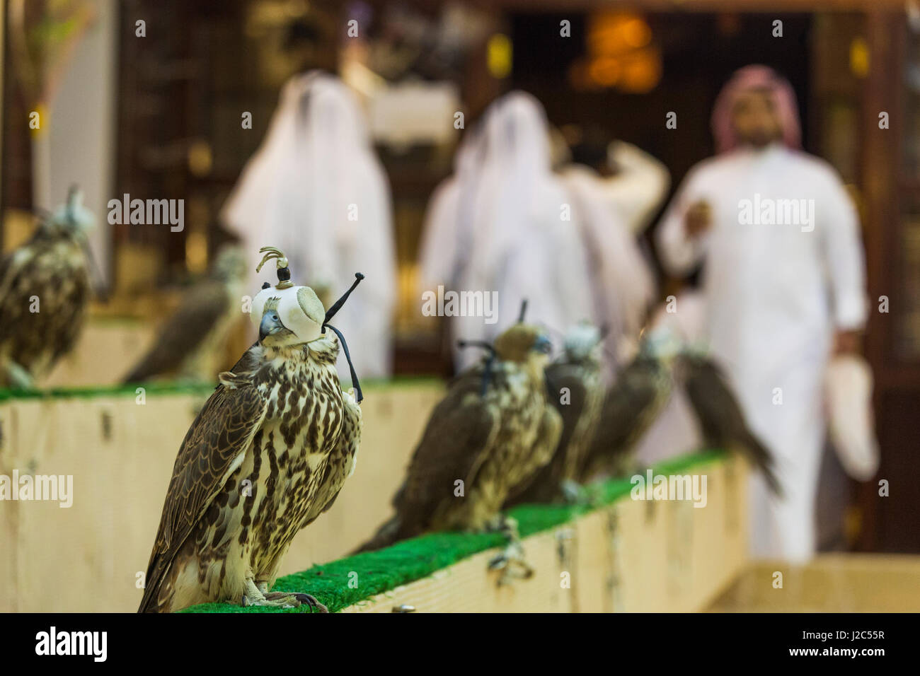 Qatar, Doha, Falcon Souq, market of Falcon birds for sale for Falcon