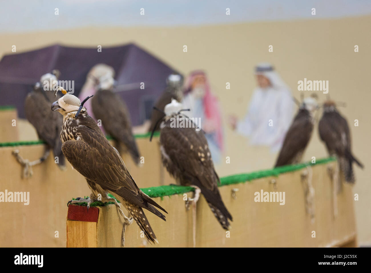 Qatar, Doha, Falcon Souq, market of Falcon birds for sale for Falcon