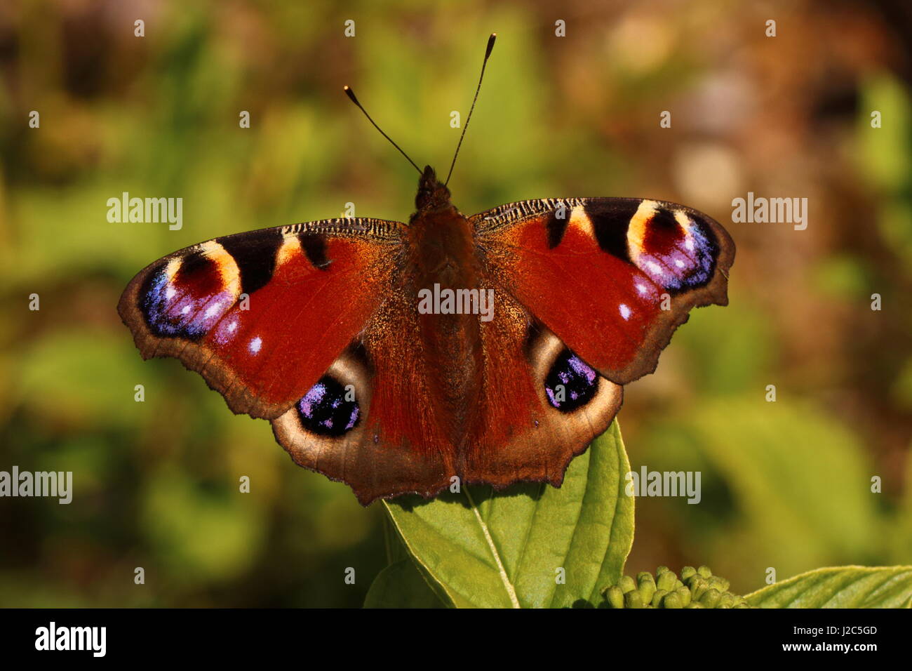 Peacock butterfly resting on a leaf Stock Photo - Alamy