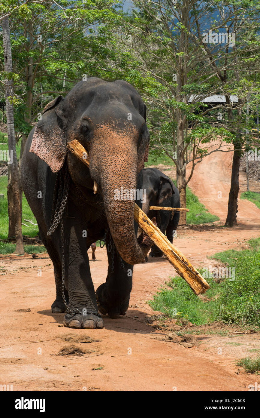 Elephant carrying lumber hires stock photography and images Alamy