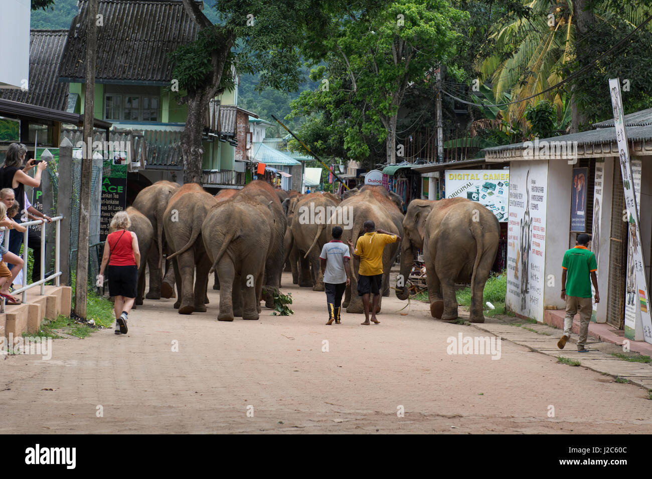 Sri Lanka, Pinnawela Elephant Orphanage, est. in 1975. Orphaned elephants walking through the streets. (Elephas maximus). Stock Photo