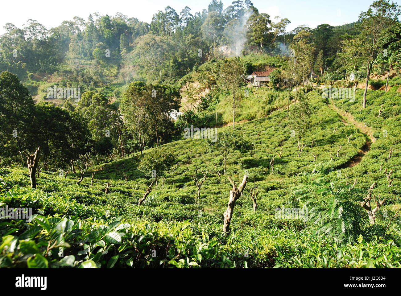 Sri Lanka, Ella, Tea plantation Stock Photo Alamy