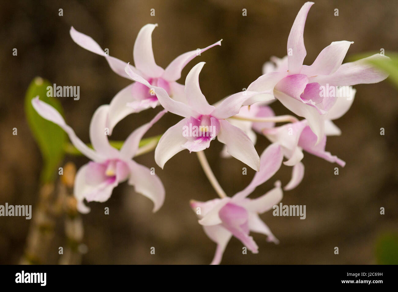Dendrobium caesar hi-res stock photography and images - Alamy