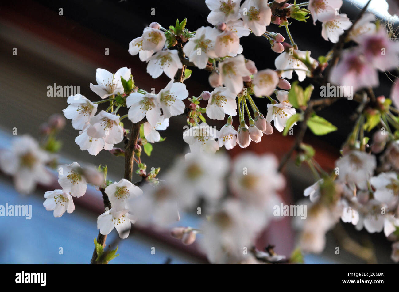 Prunus incisa Kojo-no-mai  blossom Stock Photo