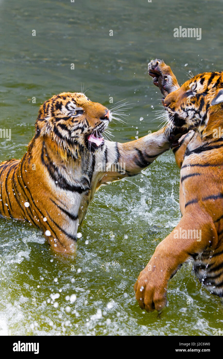 Tigers play fighting in water, Indochinese tiger or Corbett's