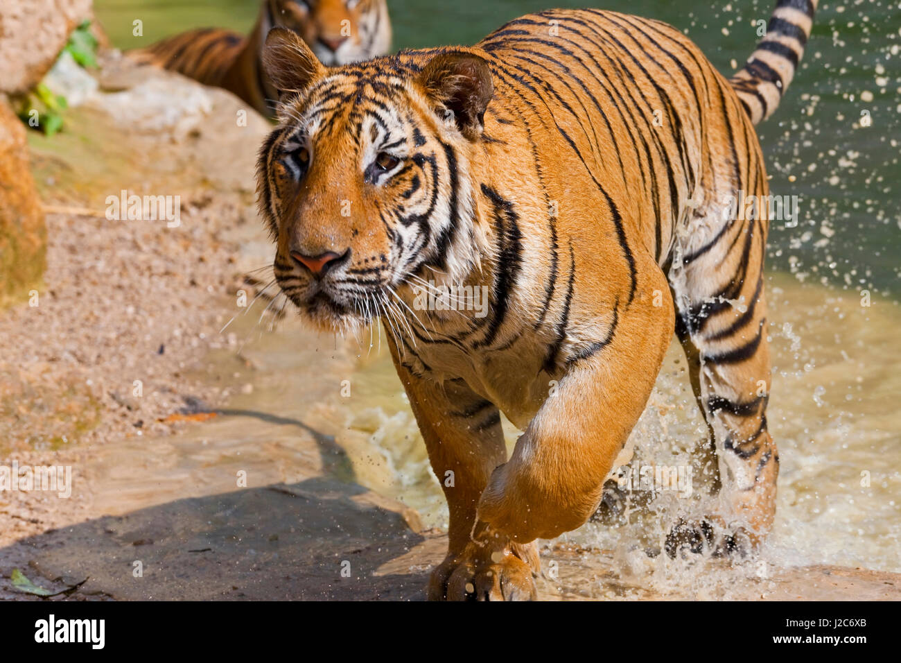 Indochinese tiger