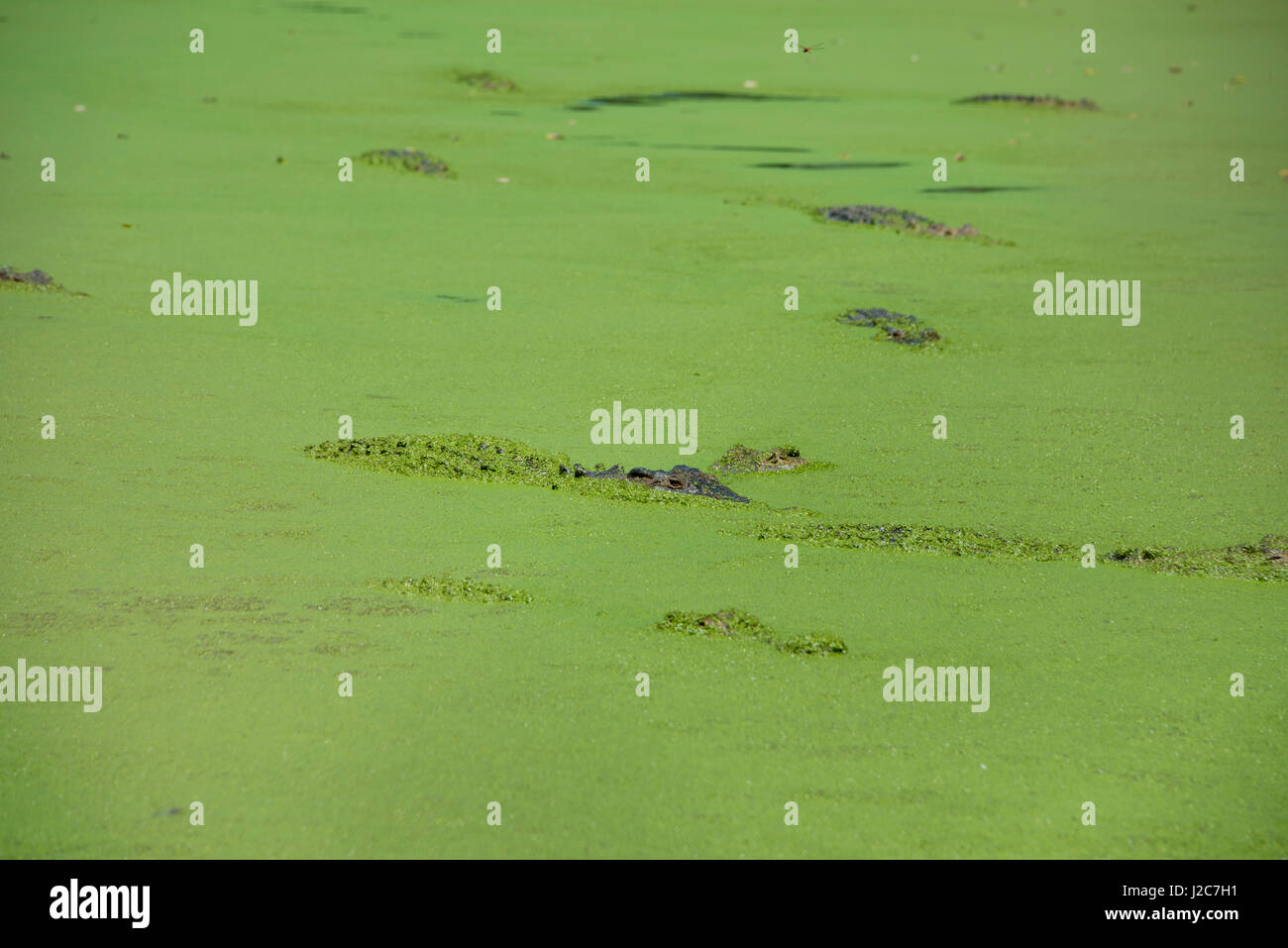 Western Australia, Broome. Malcolm Douglas Crocodile Park. Saltwater crocodiles (Crocodylus porosus) in duckweed covered pond (introduced species, Lemna minuta). (Large format sizes available) Stock Photo