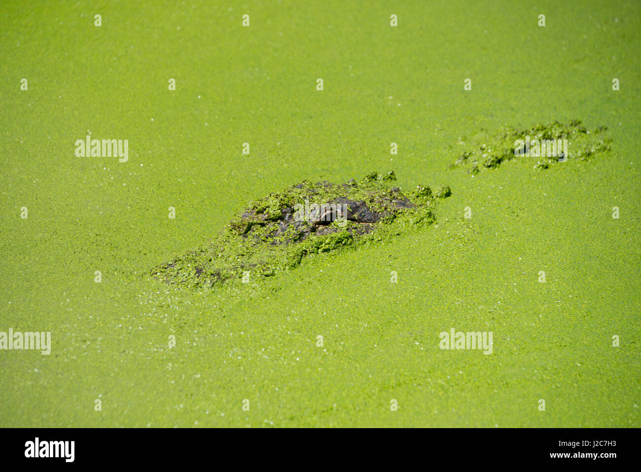 Western Australia, Broome. Malcolm Douglas Crocodile Park. American alligator (Alligator mississippiensis) in green duckweed covered pond (introduced species, Lemna minuta). (Large format sizes available) Stock Photo
