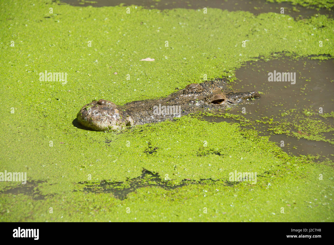Western Australia, Broome. Malcolm Douglas Crocodile Park. Saltwater crocodiles (Crocodylus porosus) in green duckweed covered pond (introduced species, Lemna minuta). (Large format sizes available) Stock Photo