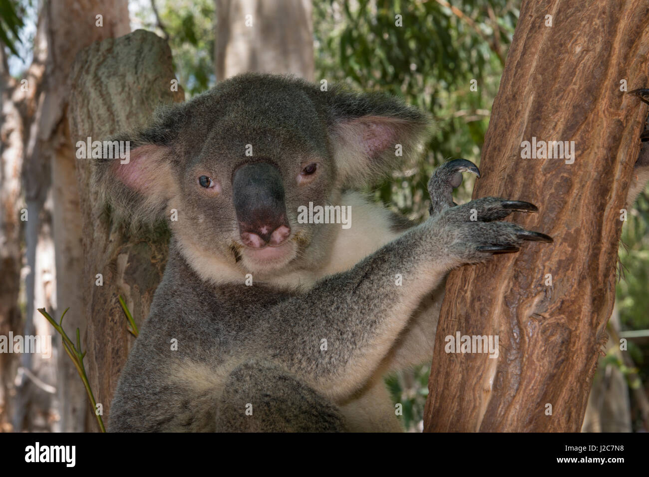 Australia, Queensland, Townsville. Billabong Sanctuary, 25-acre Stock Photo  - Alamy