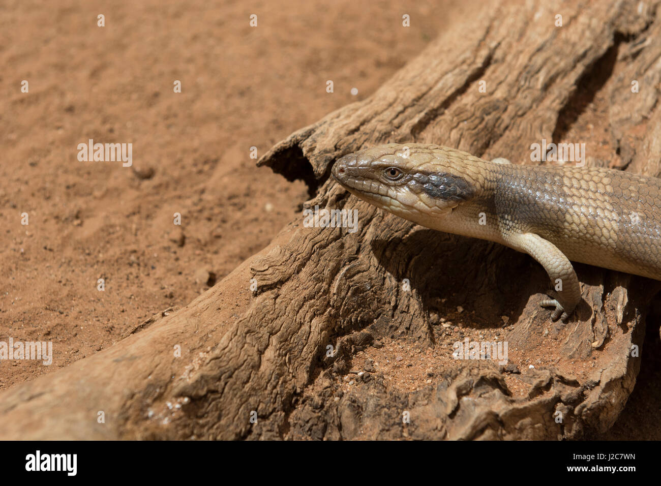 Australia, Alice Springs. Western Bluetongued lizard (Tiliqua