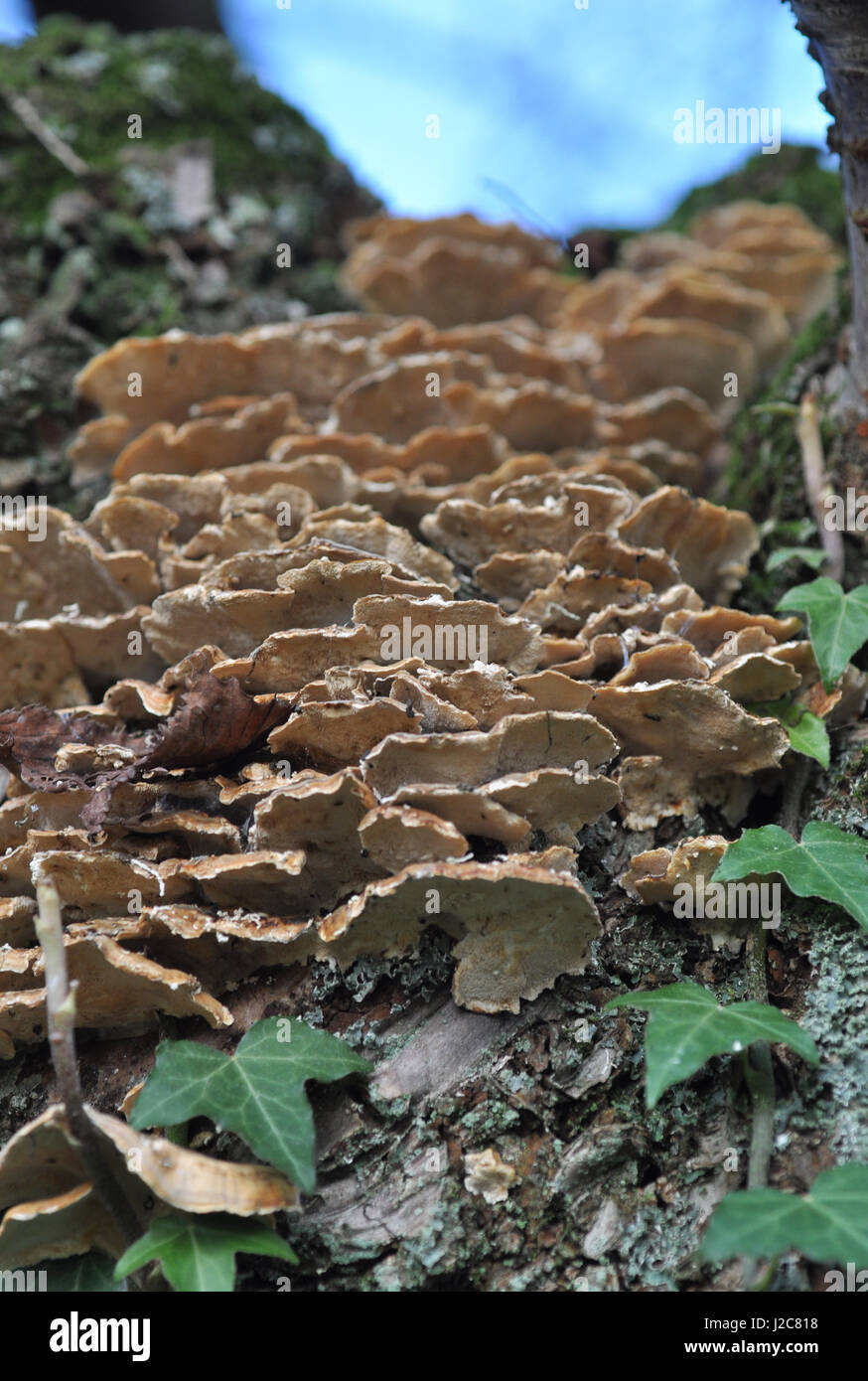 bracket fungus on tree Stock Photo Alamy
