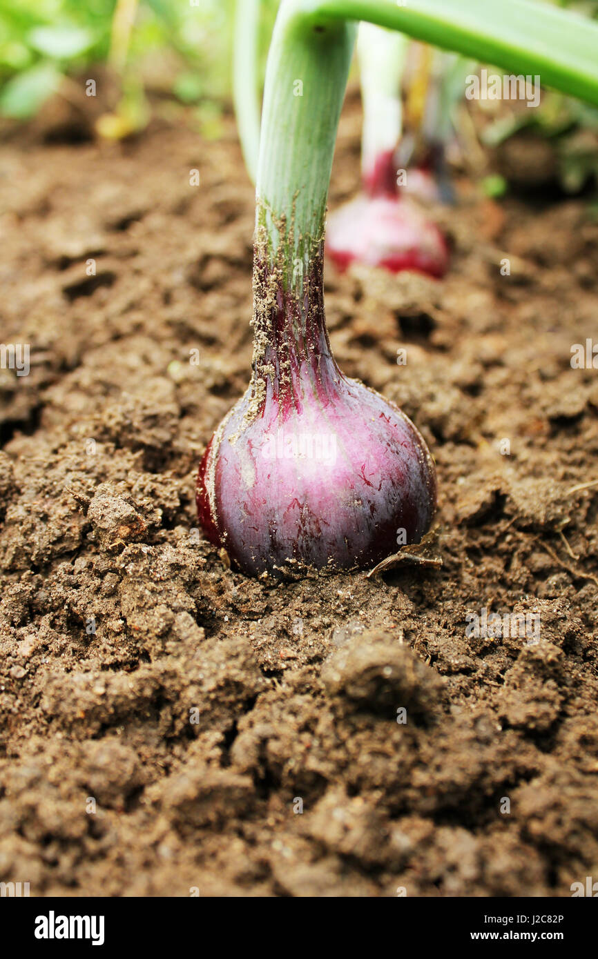 Red onion growing in garden bed Stock Photo Alamy
