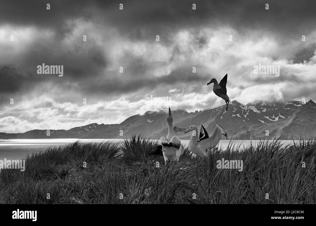 Antarctica albatross Black and White Stock Photos & Images - Alamy