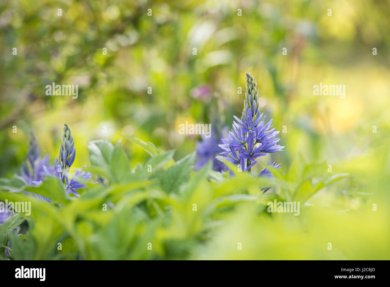 Camassia leichtlinii. Camas Quamash, Wild hyacinth flowers Stock Photo
