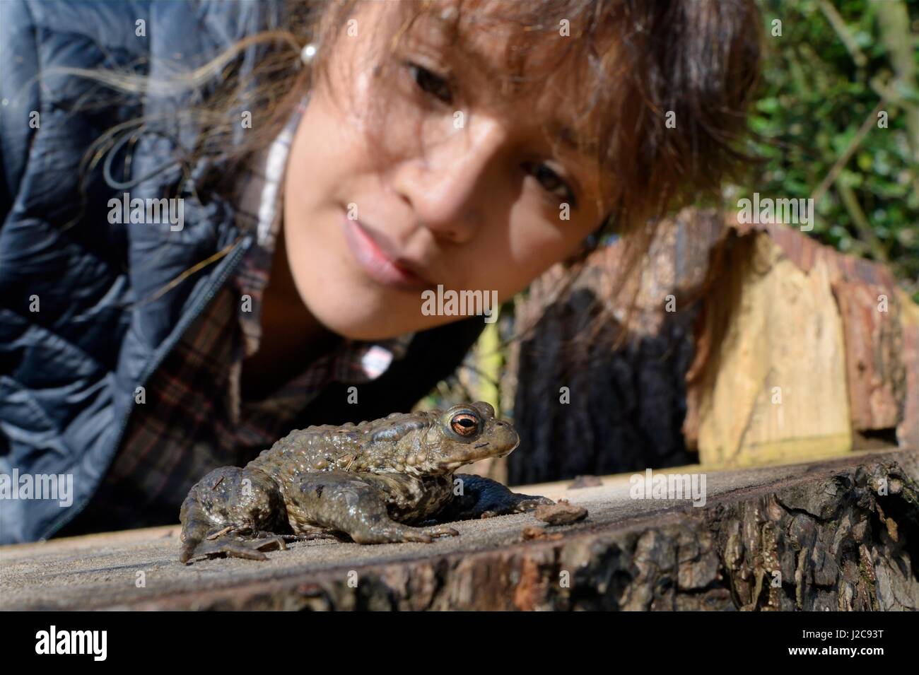 Asian woman looking at a Common toad (Bufo bufo) found in a garden, Wiltshire, UK, March. Model released. Stock Photo