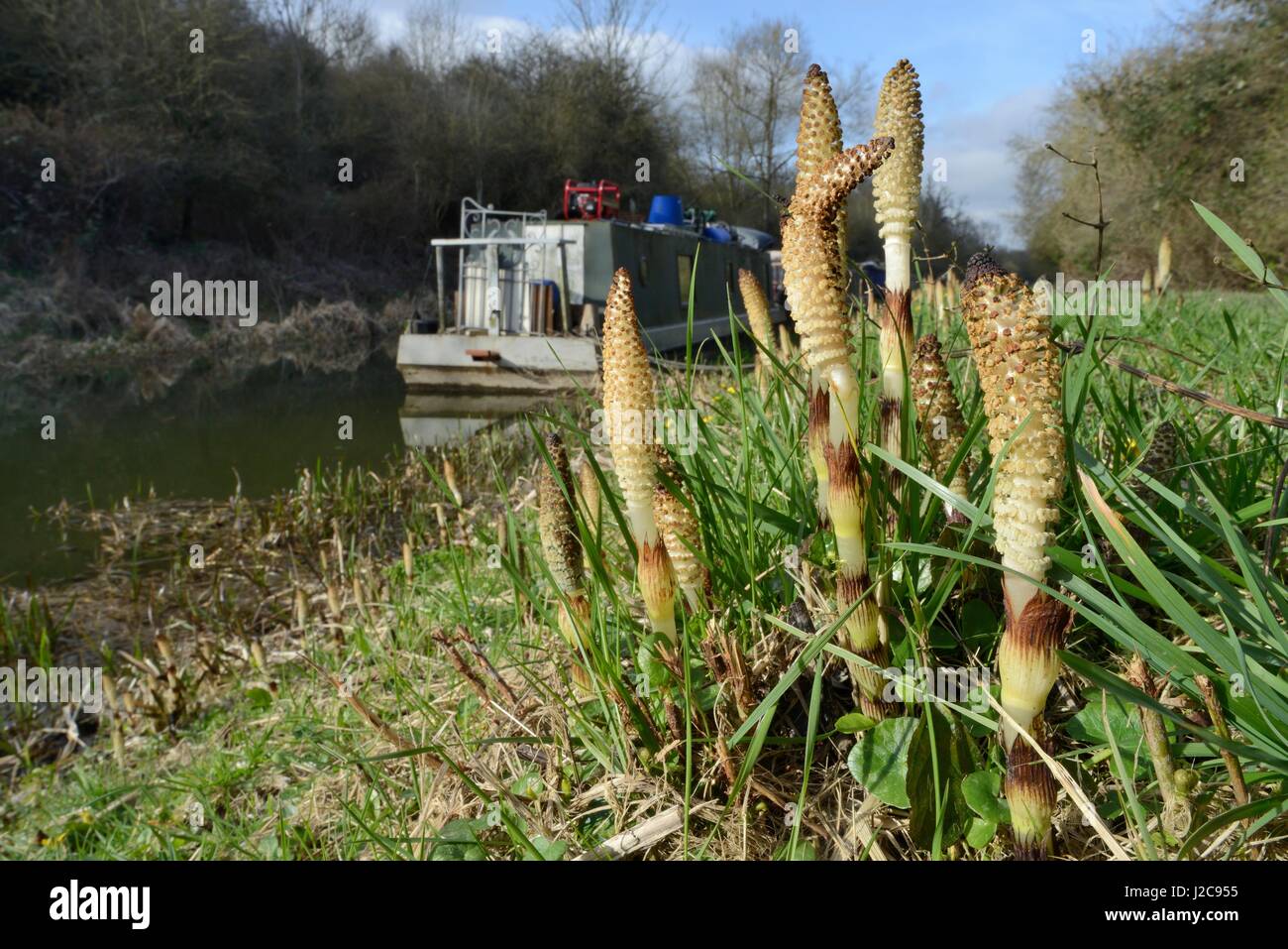 Stand of Great horsetail (Equisteum telmateia) spore cones emerging from canal bank, Bathampton, Bath and northeast Somerset, UK, March. Stock Photo