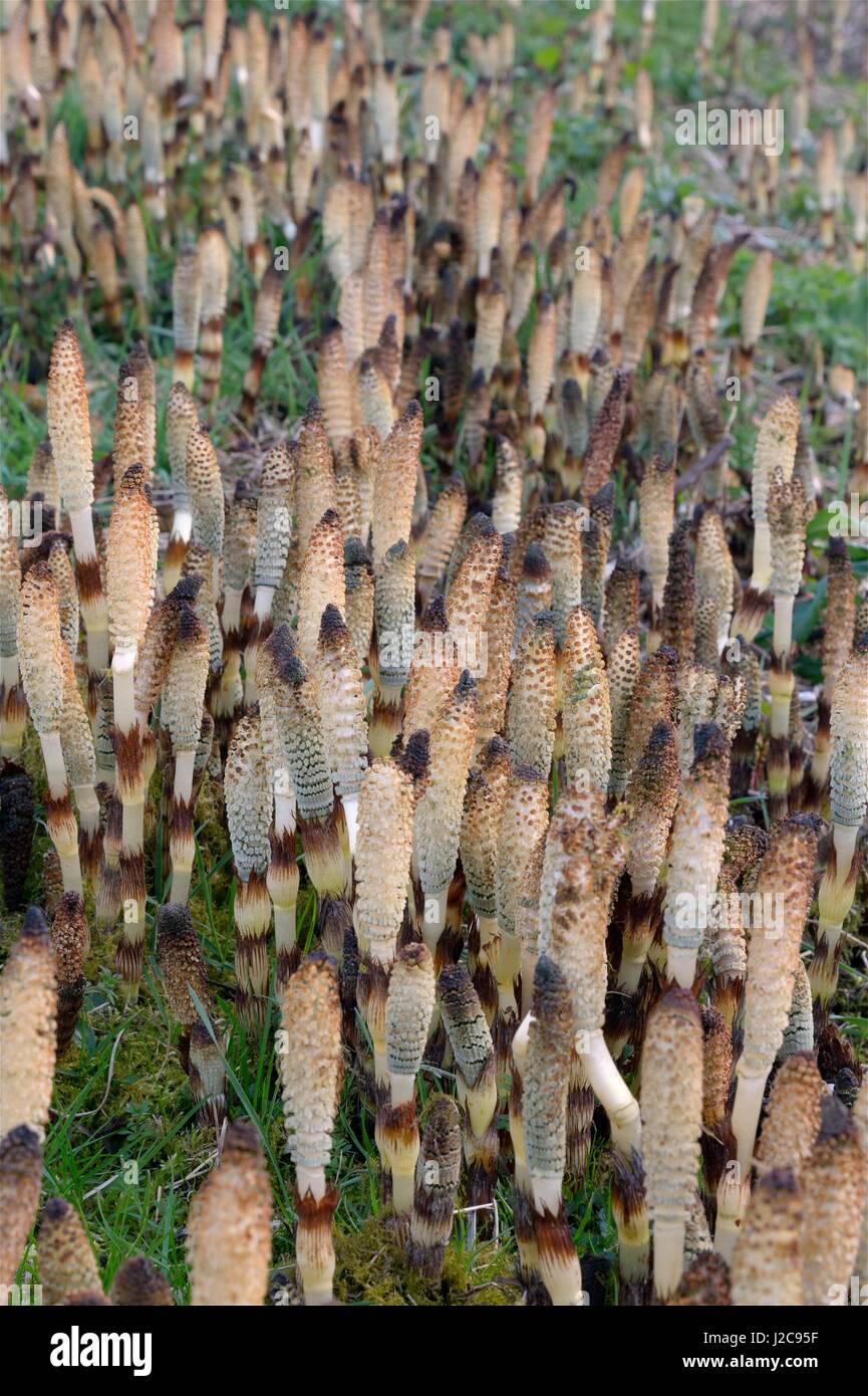 Dense stand of Great horsetail (Equisteum telmateia) spore cones emerging from canal bank, Bathampton, Bath and northeast Somerset, UK, March. Stock Photo