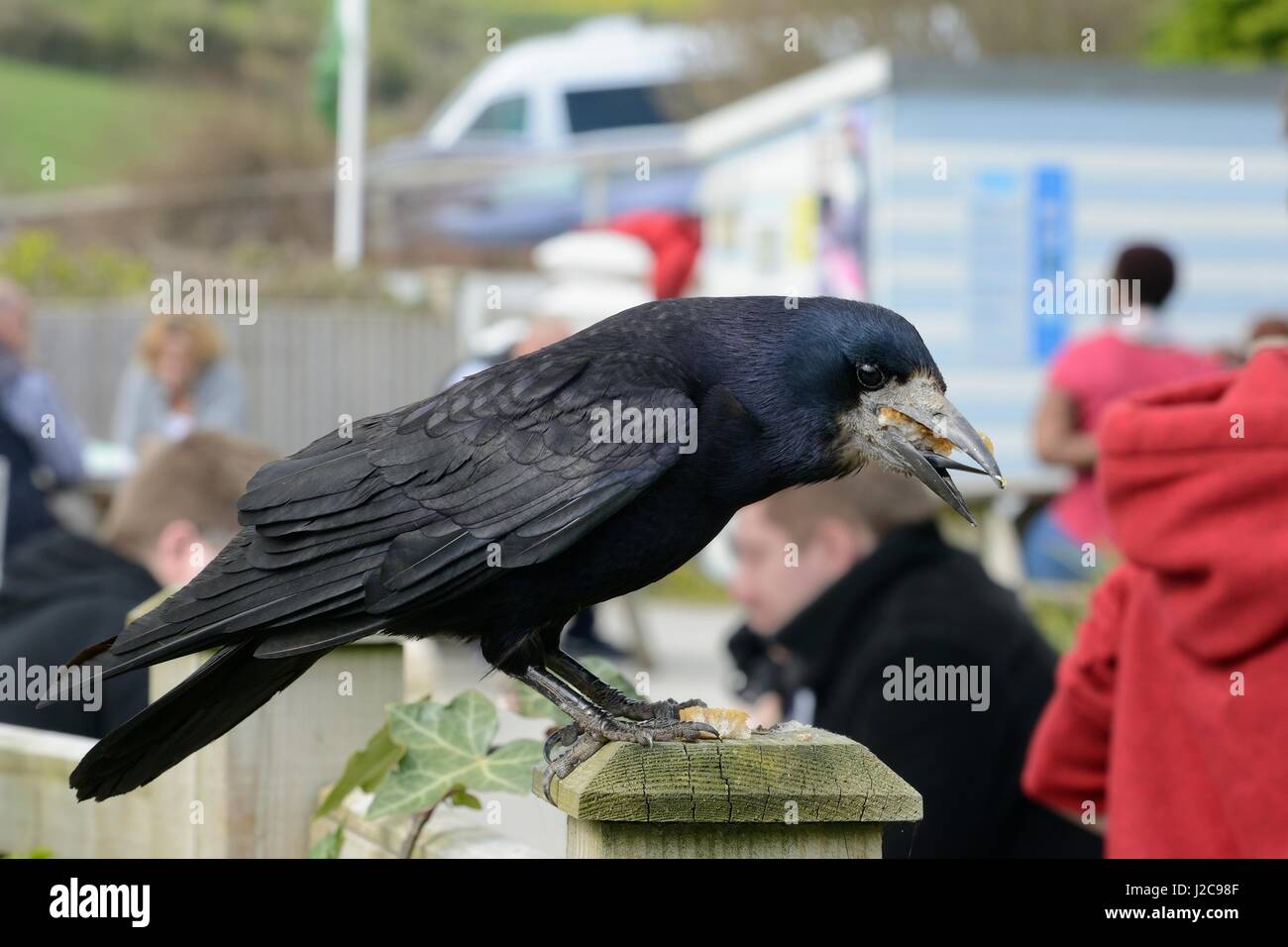 Rook (Corvus frugilegus) scavenging food scraps left by tourists at an outdoor cafe, Dorset, UK, April. Stock Photo