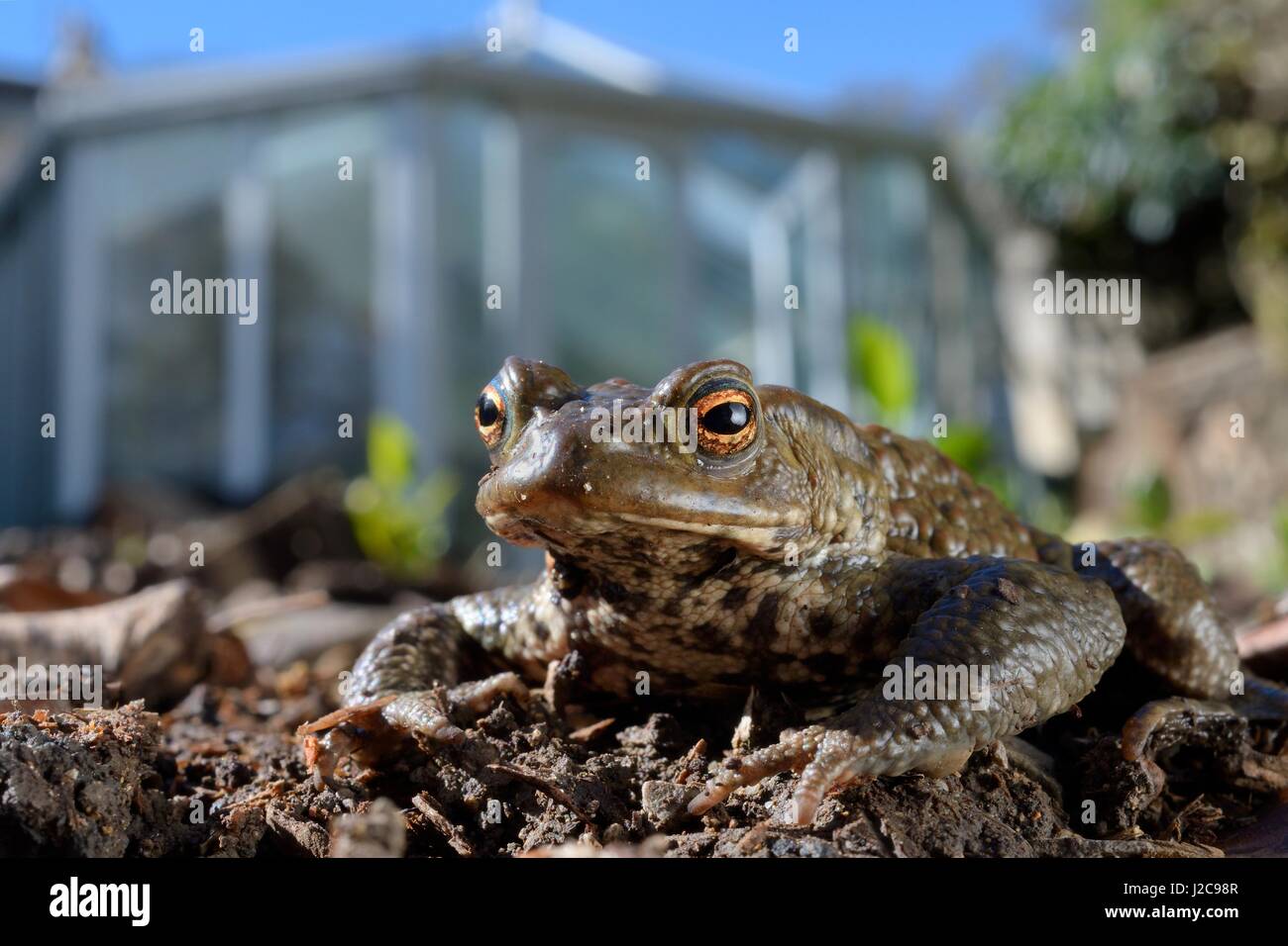 Common toad (Bufo bufo) in a garden flowerbed next to a conservatory, Wiltshire, UK, March. Stock Photo