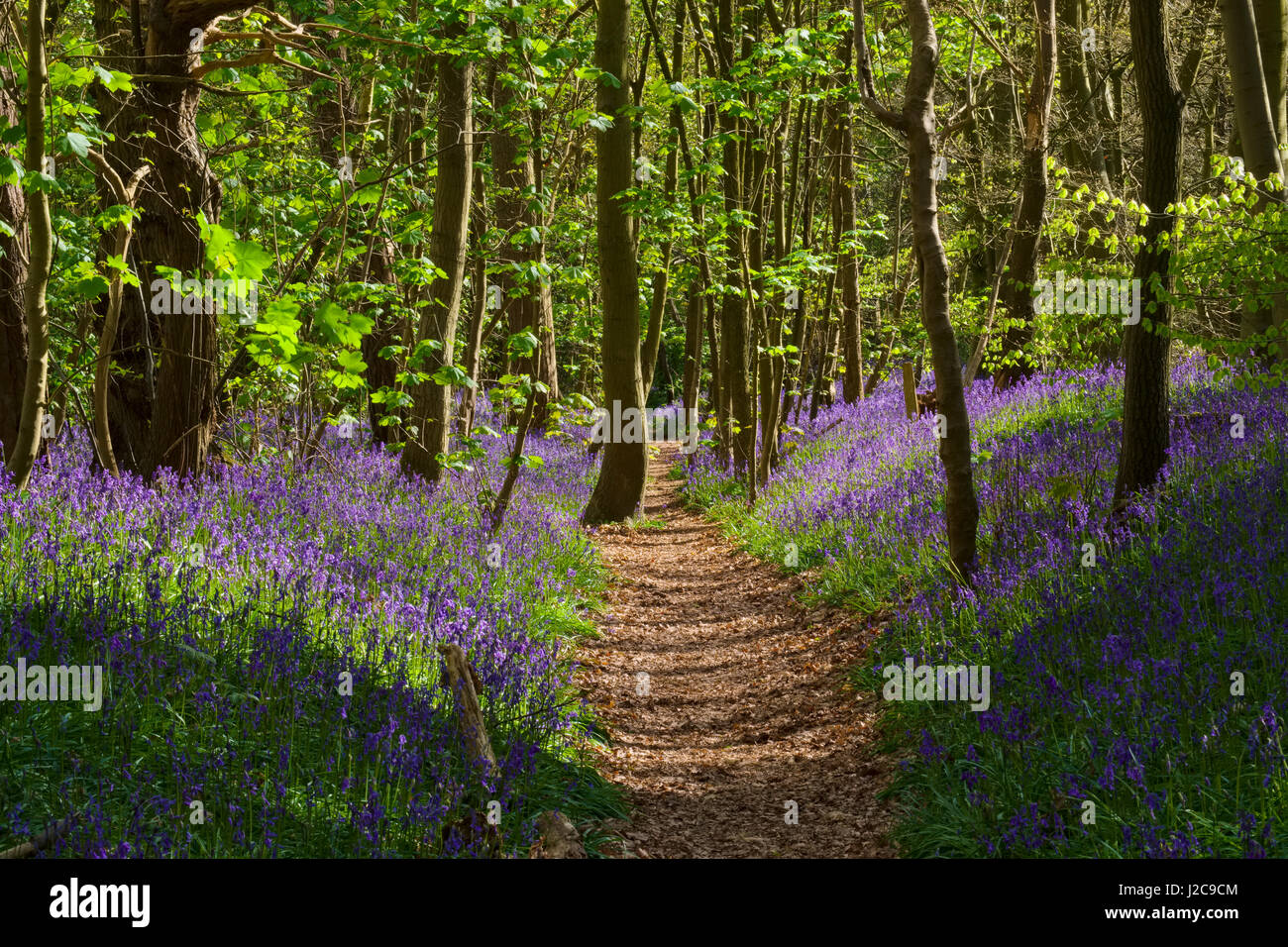 Bluebells growing in Chempsill Coppice at Worfield, Shropshire, England, UK Stock Photo