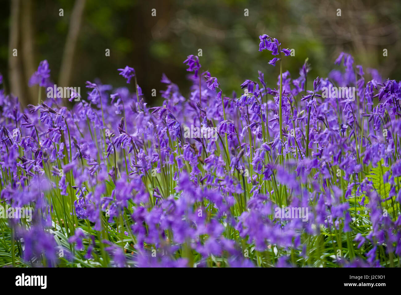 Bluebells growing in Chempsill Coppice at Worfield, Shropshire, England, UK Stock Photo